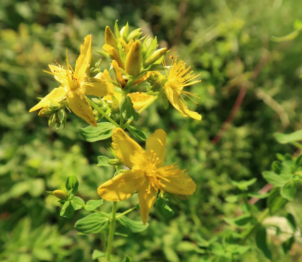 Johanniskraut-Blüte