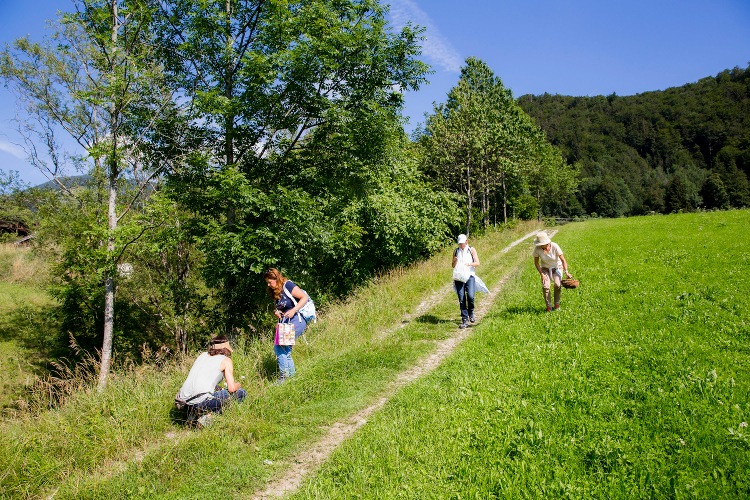 wildkraeuterwanderung