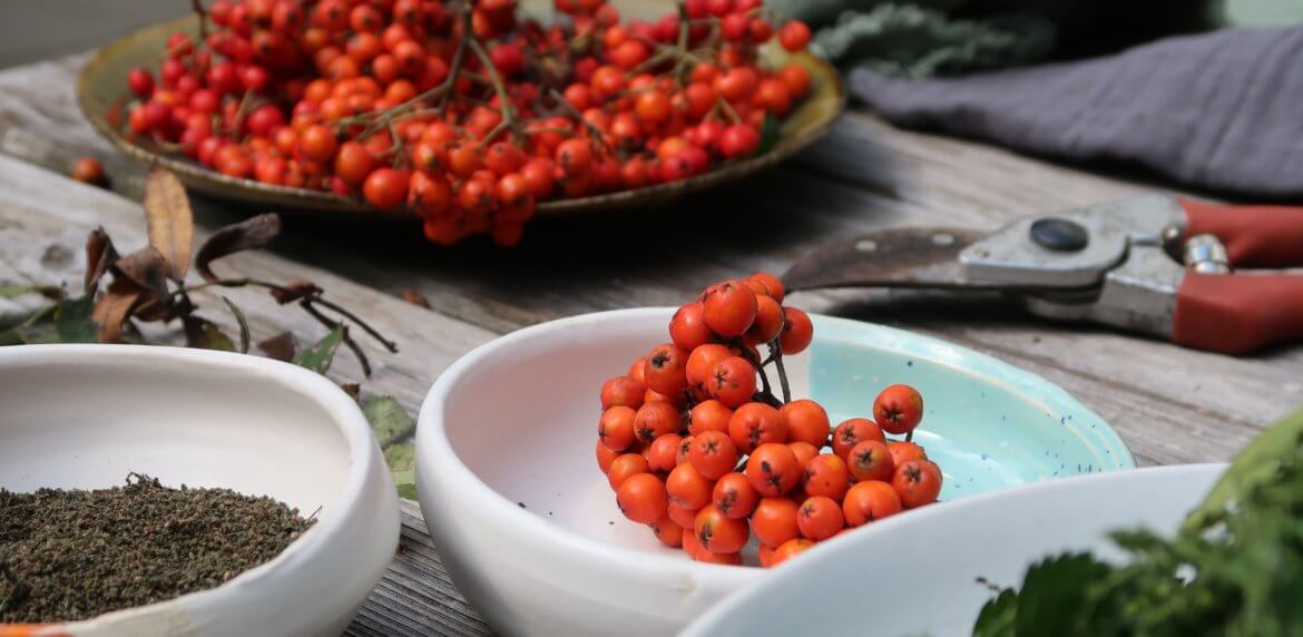 2020_Vogelbeerenernte Vogelbeeren in einer Schale