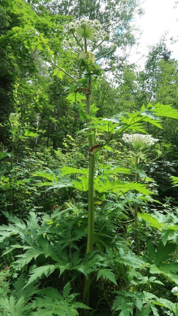 Riesenbärenklau im Perlacher Forst