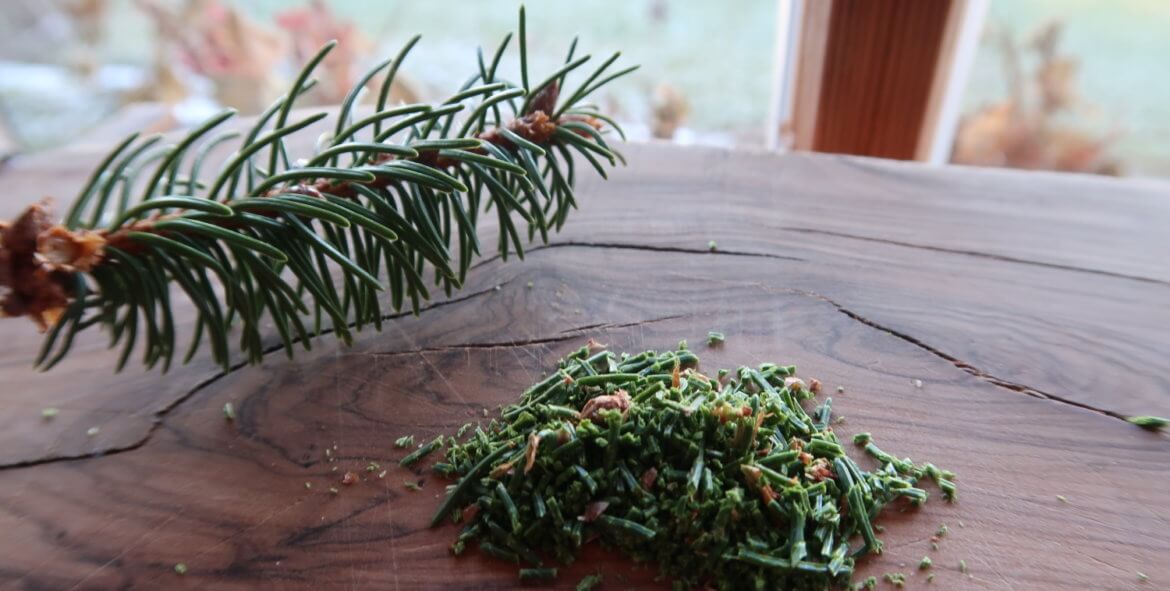 Fichtenzweig und gehackte Fichtennadeln