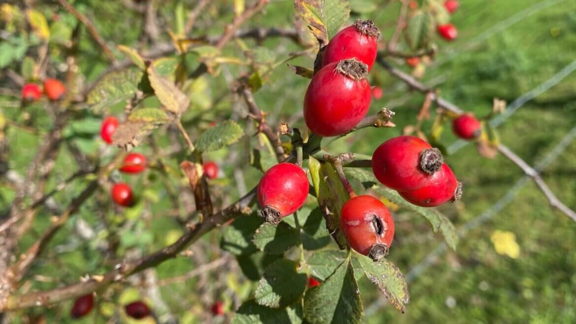 7BC1621B-F30A-4ED5-AF52-C248371AE23E_1_201_a Reife Hagebutten am Strauch